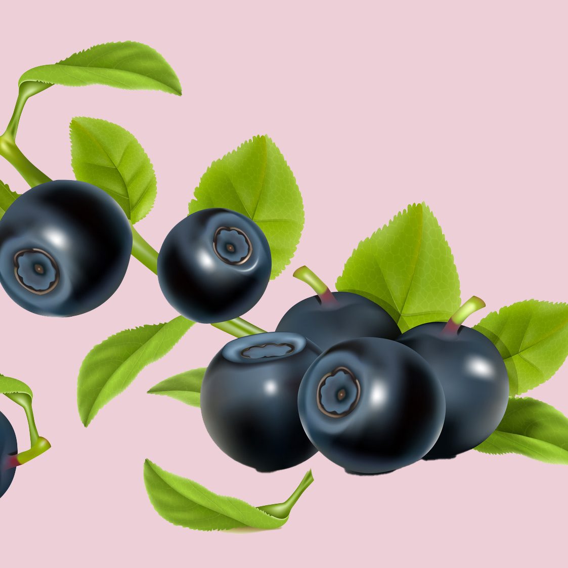 Vector. Bilberry with leaves.