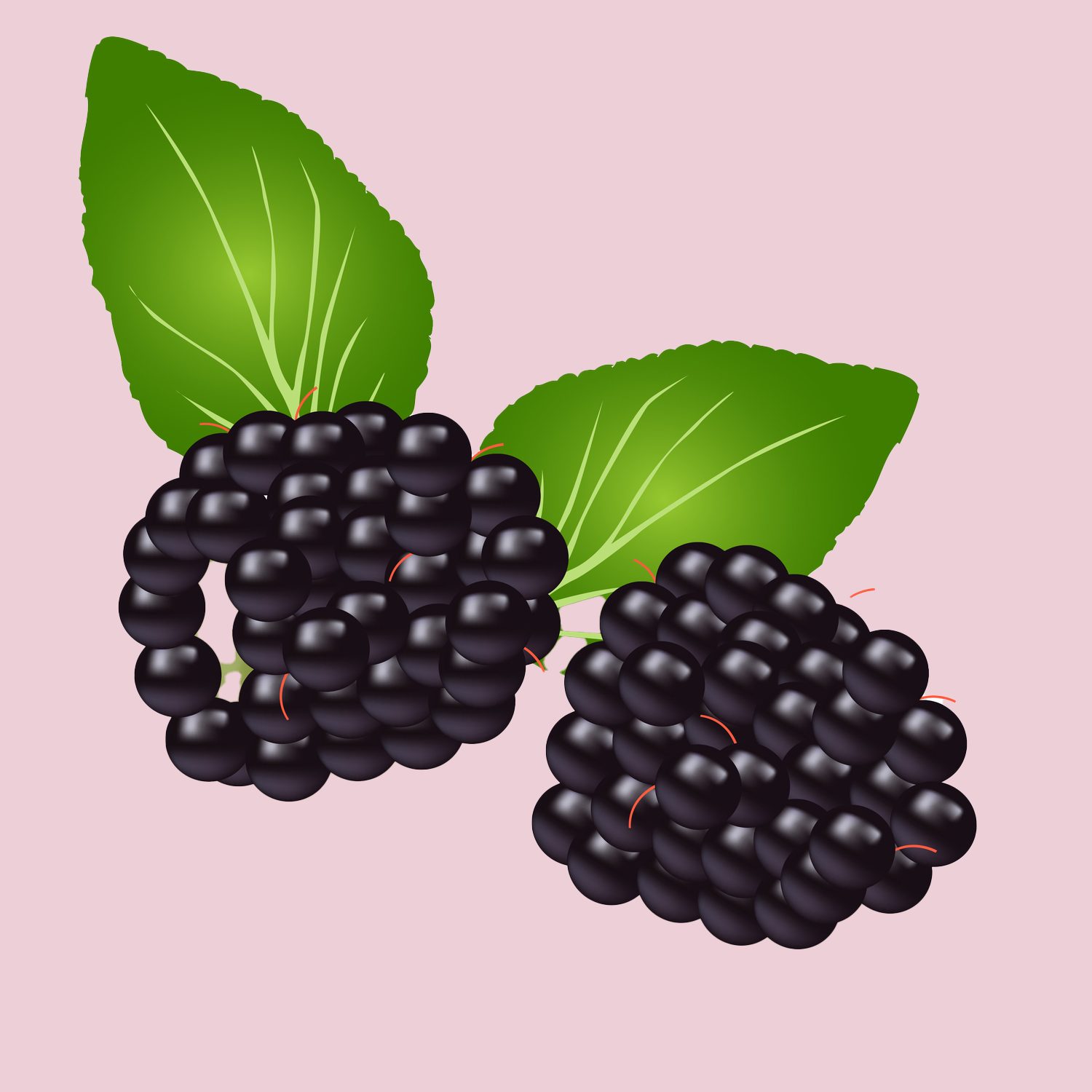 vector illustration . Boysenberries on white background