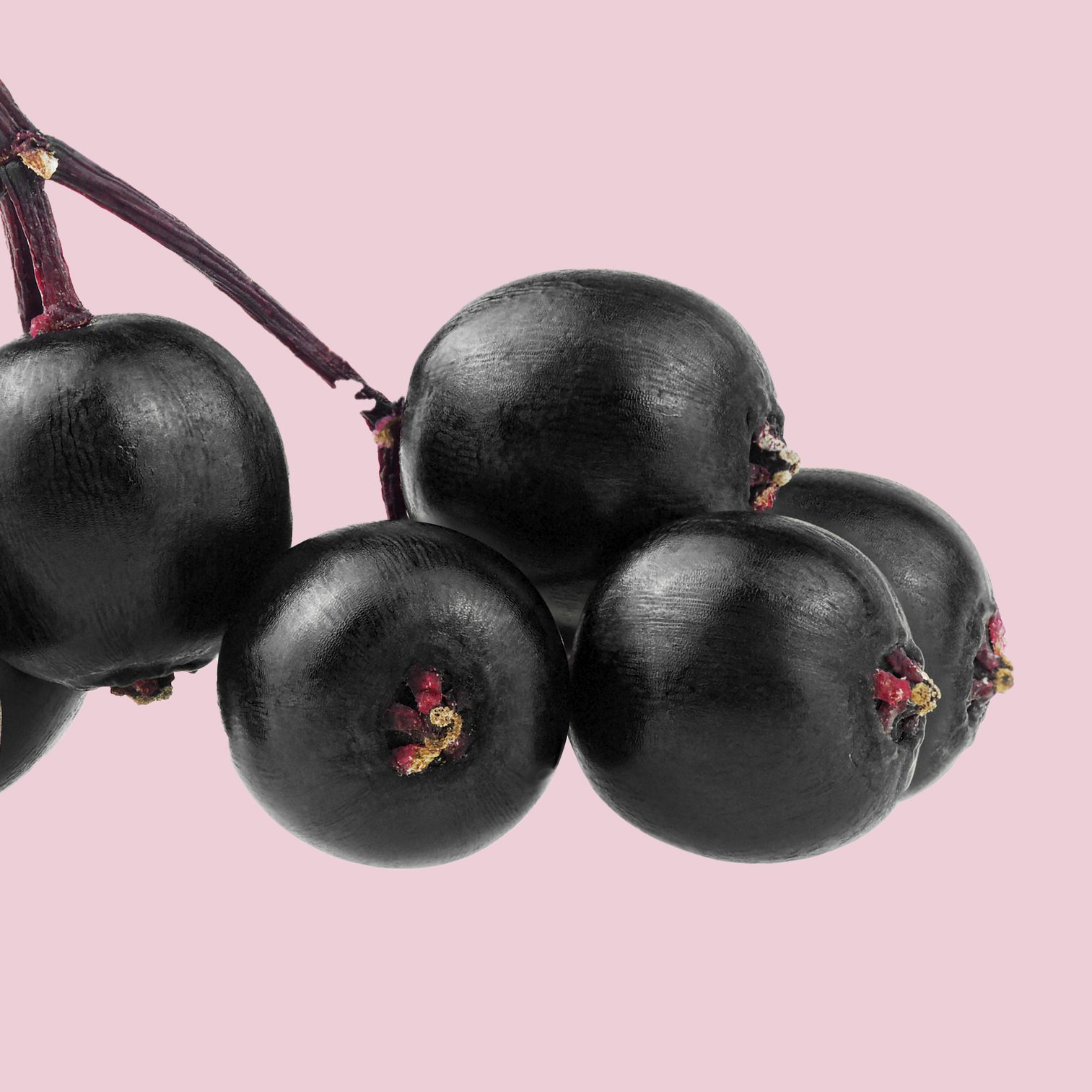 Black elderberry fresh fruit on branch isolated on a white background. Sambucus. Healthy food.